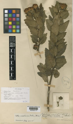 Kew Gardens K000323173:  Glaziou, A.F.M. [12845] Brazil