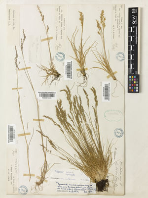 Kew Gardens K000913104:  Fellman, N.I. [344] Northern Europe