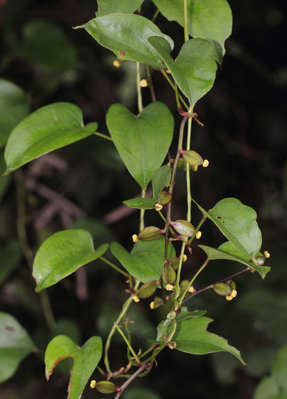 dioscorea alata l. | plants of the world online | kew science