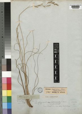 Kew Gardens K000345258:  Drege [s.mn.

s.n.] South Africa