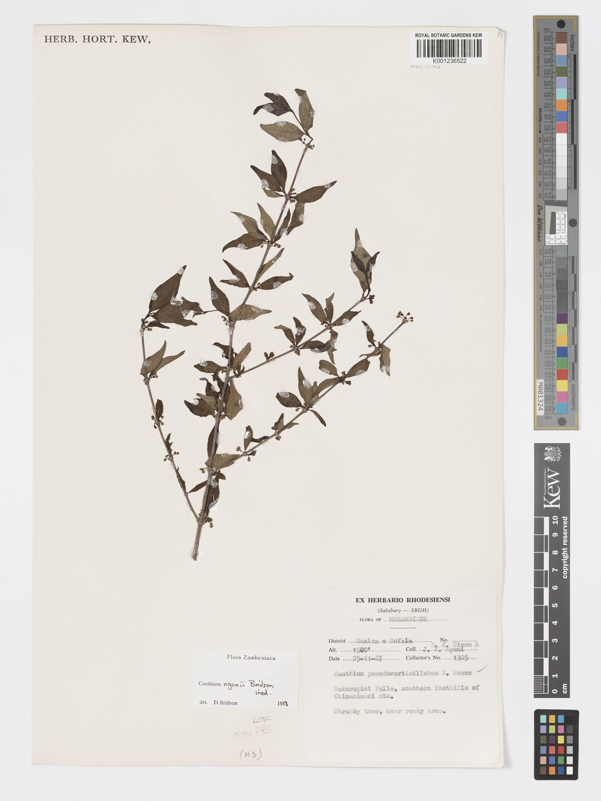 Afrocanthium ngonii