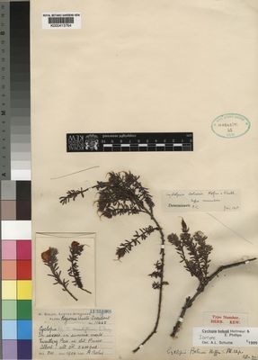 Kew Gardens K000413764:  Bolus, H. [11465] South Africa