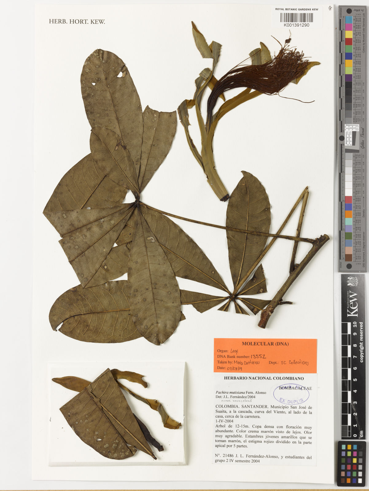 Pachira mutisiana Fern.Alonso, Plants of the World Online