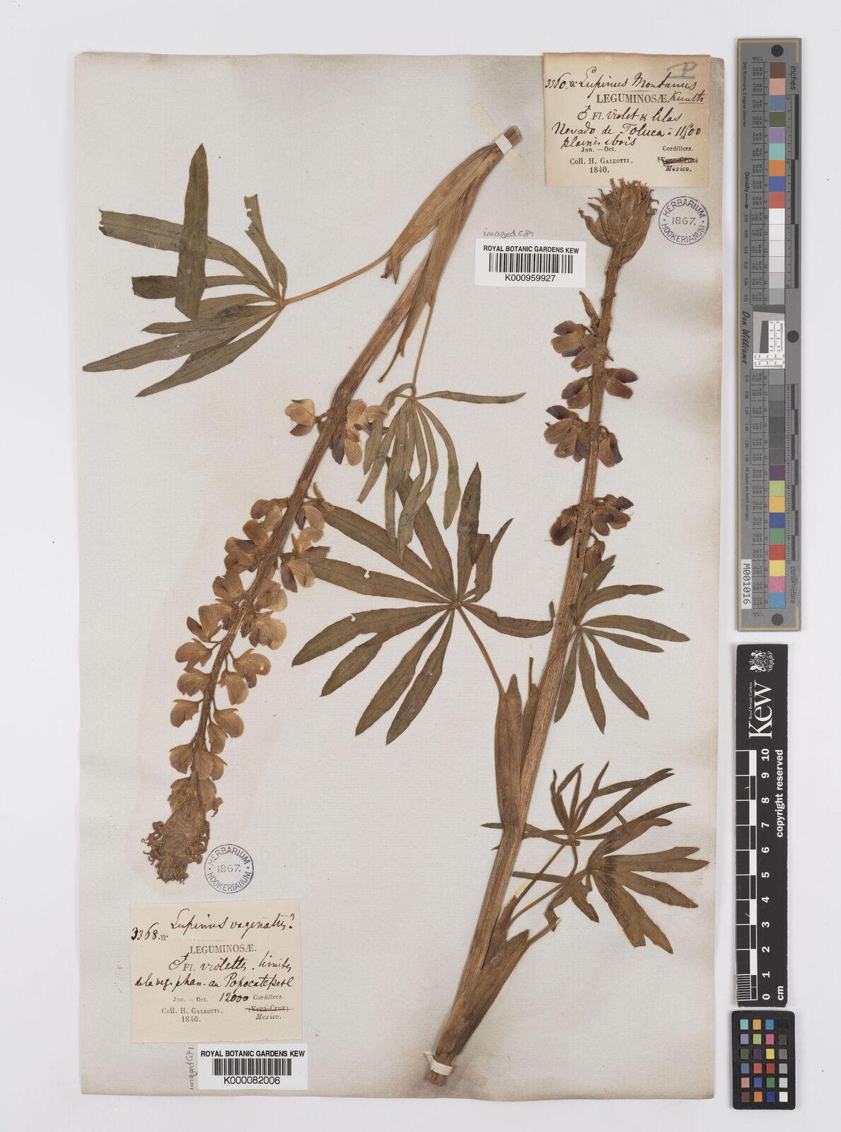 Kew Gardens K000082006:  Galeotti, H.G. [3368] Mexico