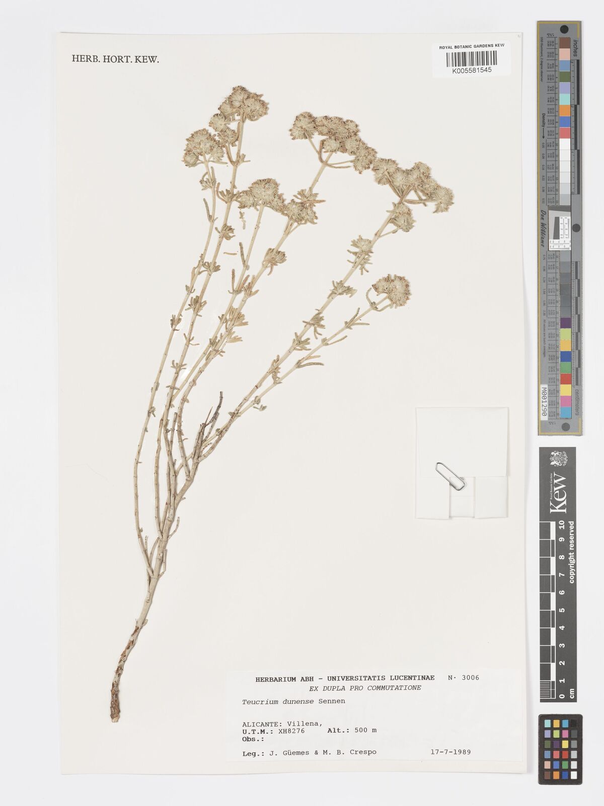Teucrium dunense