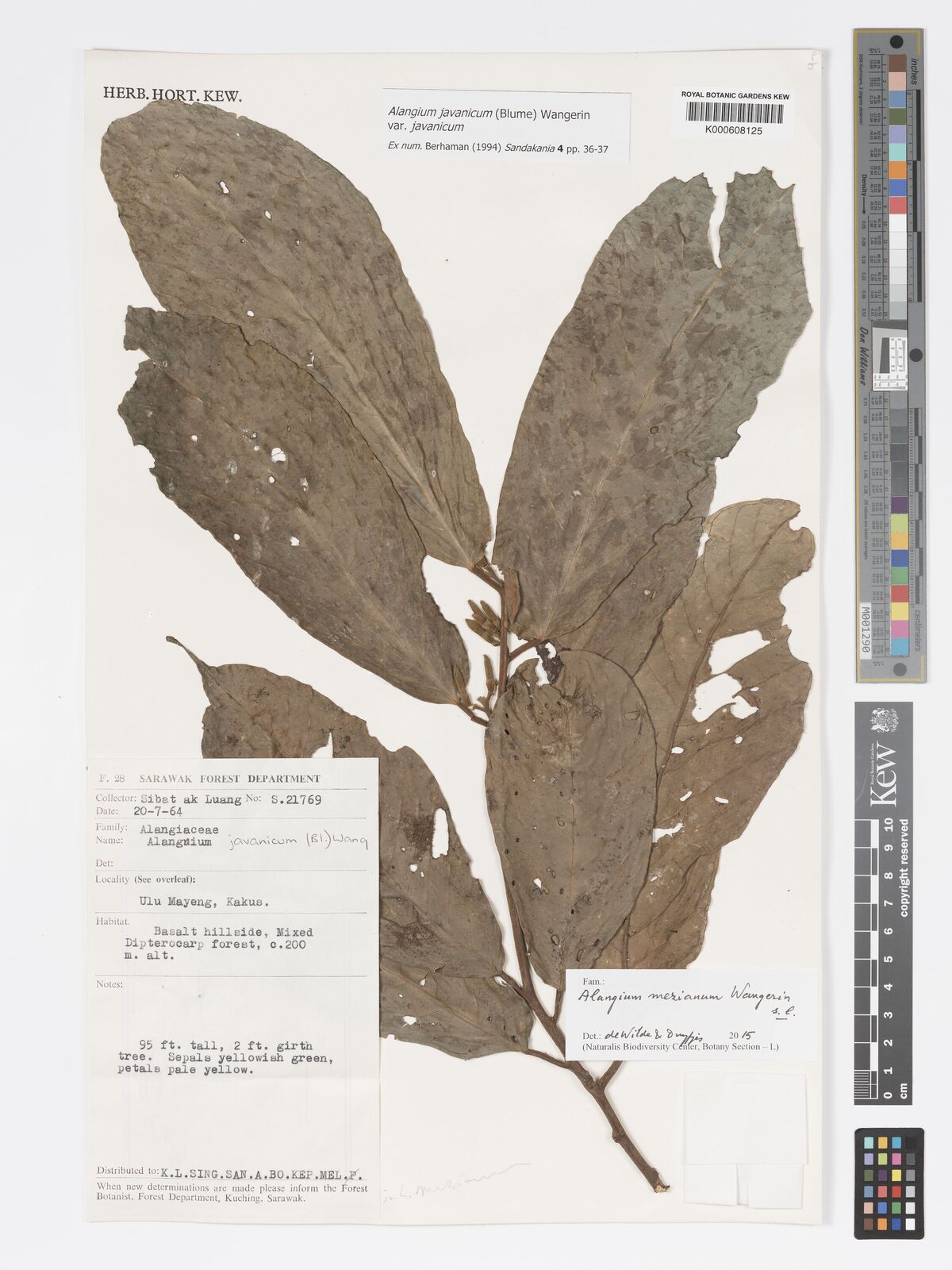 Kew Gardens K000608125:  Sibat; L. [S.21769] Malaysia