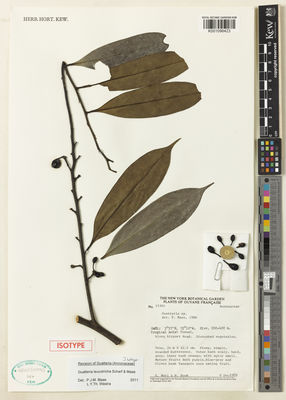 Kew Gardens K001096423:  Mori, S.; Boom, B. [s.n.] French Guiana