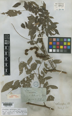 Kew Gardens K000117619:  Oersted, A.S. [s.n.[1851]] Nicaragua