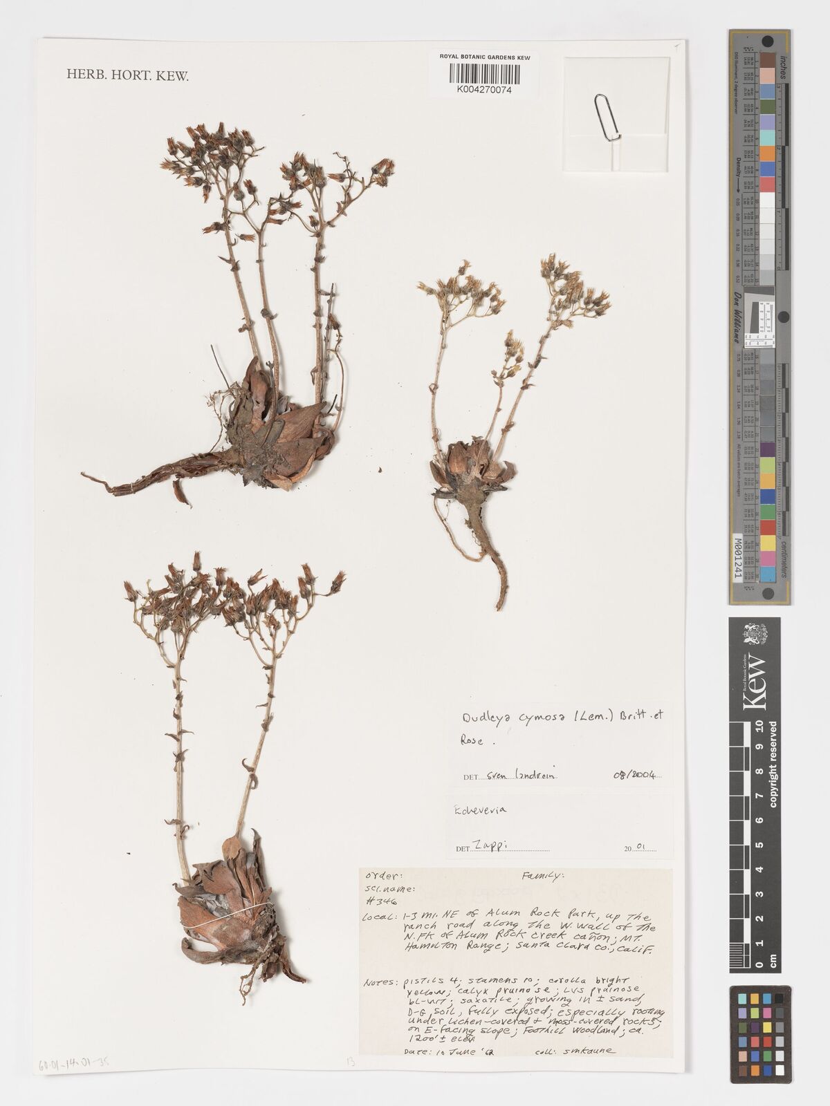 Dudleya cymosa