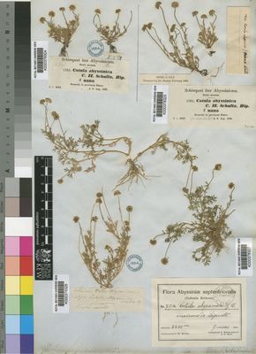 Kew Gardens K000378327:  Schweinfurth, G.; Riva, D. [794] Eritrea