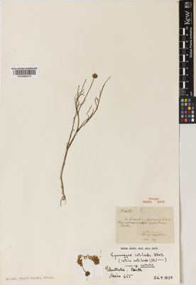 Kew Gardens K000885270:  Priess, J.A.L. [455] Australia