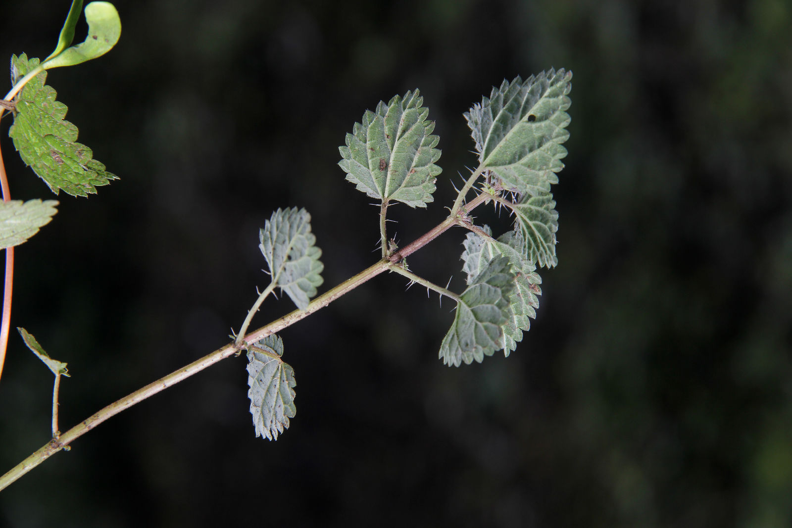 © copyright of the Board of Trustees of the Royal Botanic Gardens, Kew.