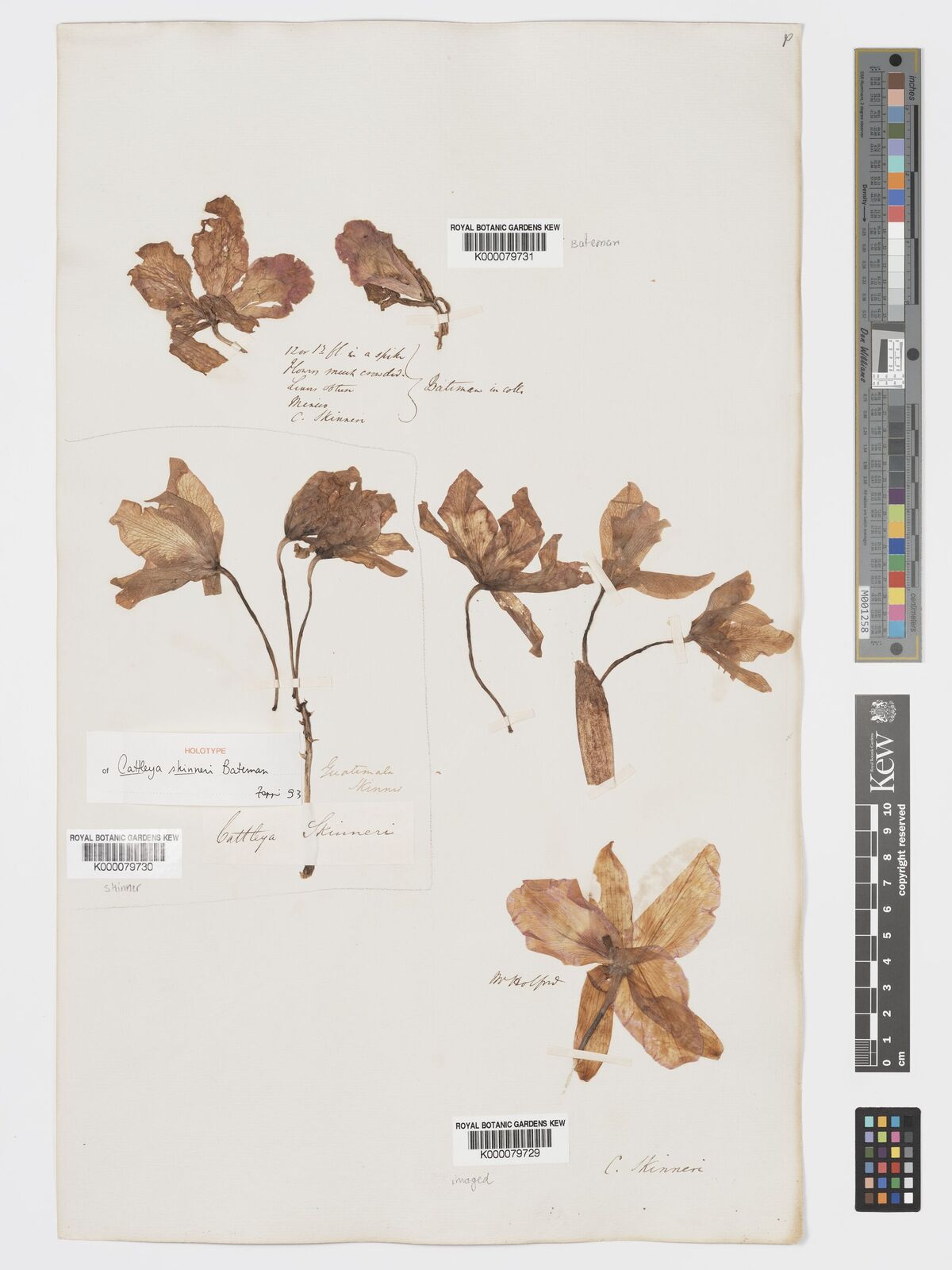 Kew Gardens K000079729:  Holford, G. [s.n.]
