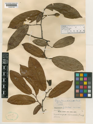 Kew Gardens K000691506:  Kerr, A.F.G. [6087] Thailand