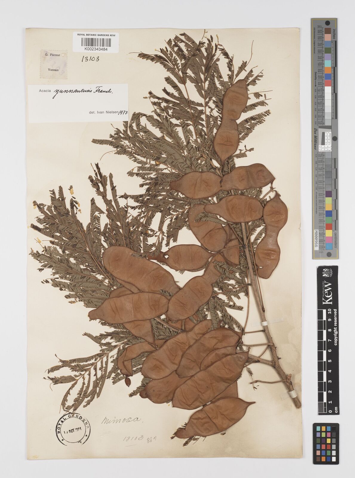 Acacia yunnanensis