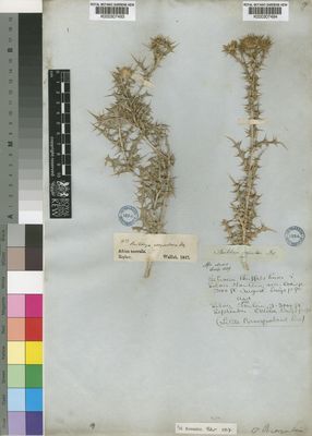 Kew Gardens K000307494:  Drege [s.n.] South Africa