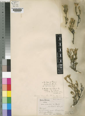 Kew Gardens K000273479:  Bolus, H. [7439] South Africa