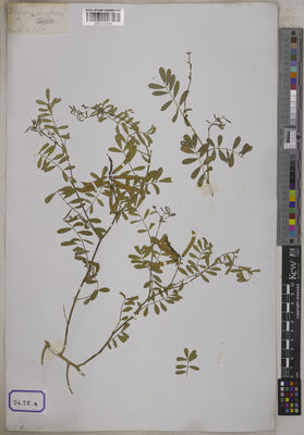 Kew Gardens K001121535:  s.coll. [Cat. no. 5638]