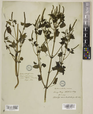 Kew Gardens K000881704:  Wallich, N. [1551]