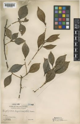 Kew Gardens K000780366:  Curran, H.M.; Merritt, M.L.; Zschokke, T.C. [18048] Philippines