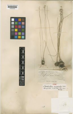 Kew Gardens K000640005:  s.coll. [22299] Brazil