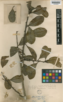 Kew Gardens K000588535:  Sellow [s.n.] Brazil