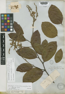 Kew Gardens K000118449:  Schomburgk, R.H. [714] Guyana