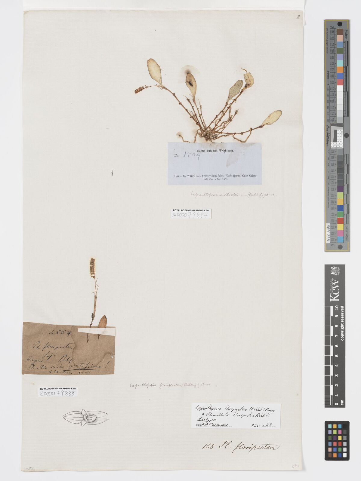 Kew Gardens K000079887:  Wright, C. [1509] Cuba