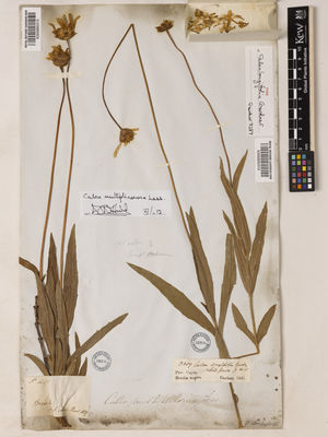 Kew Gardens K000895315:  s.coll. [449] Brazil