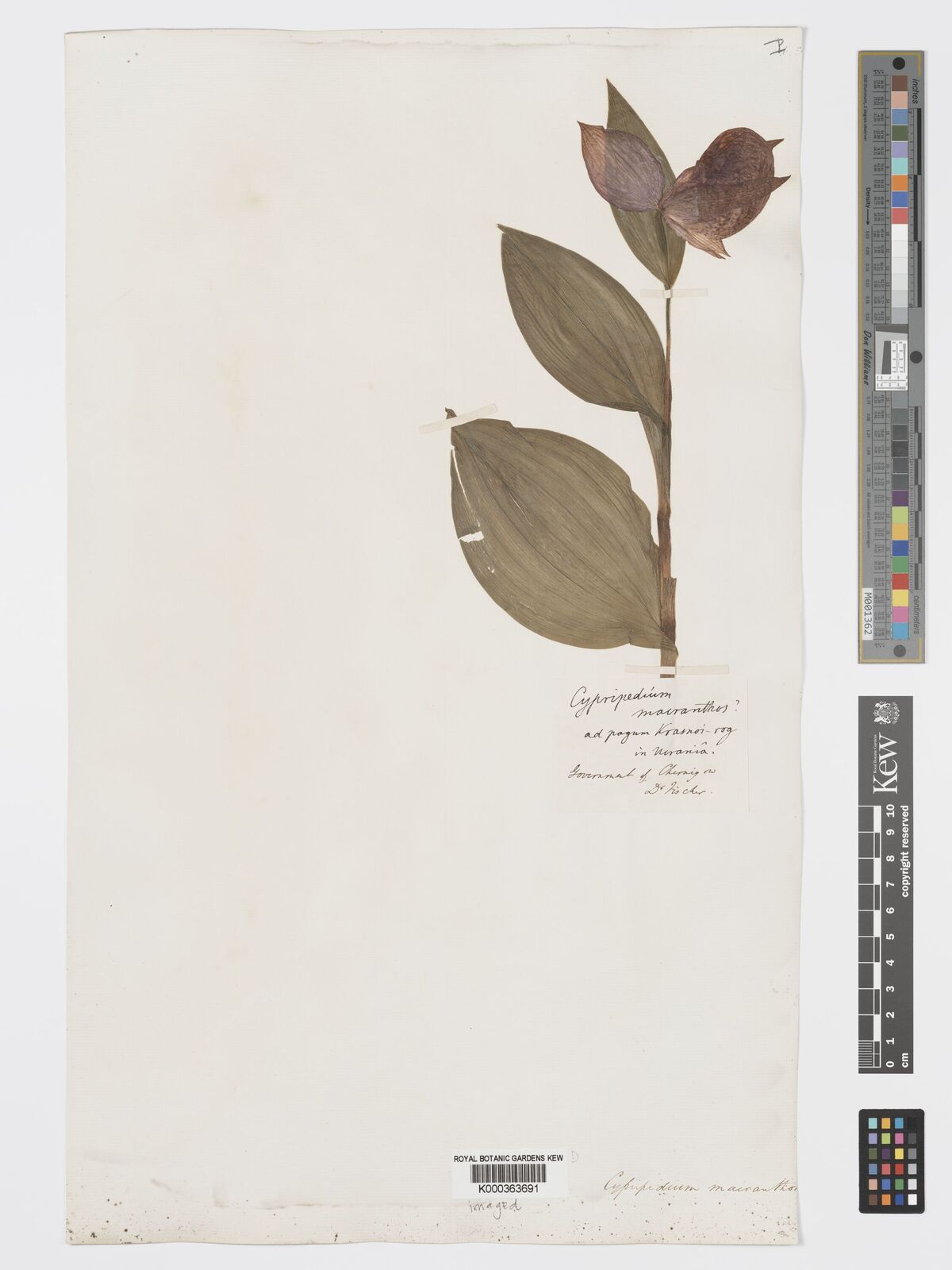 Kew Gardens K000363691:  Fischer [s.n.] Ukraine