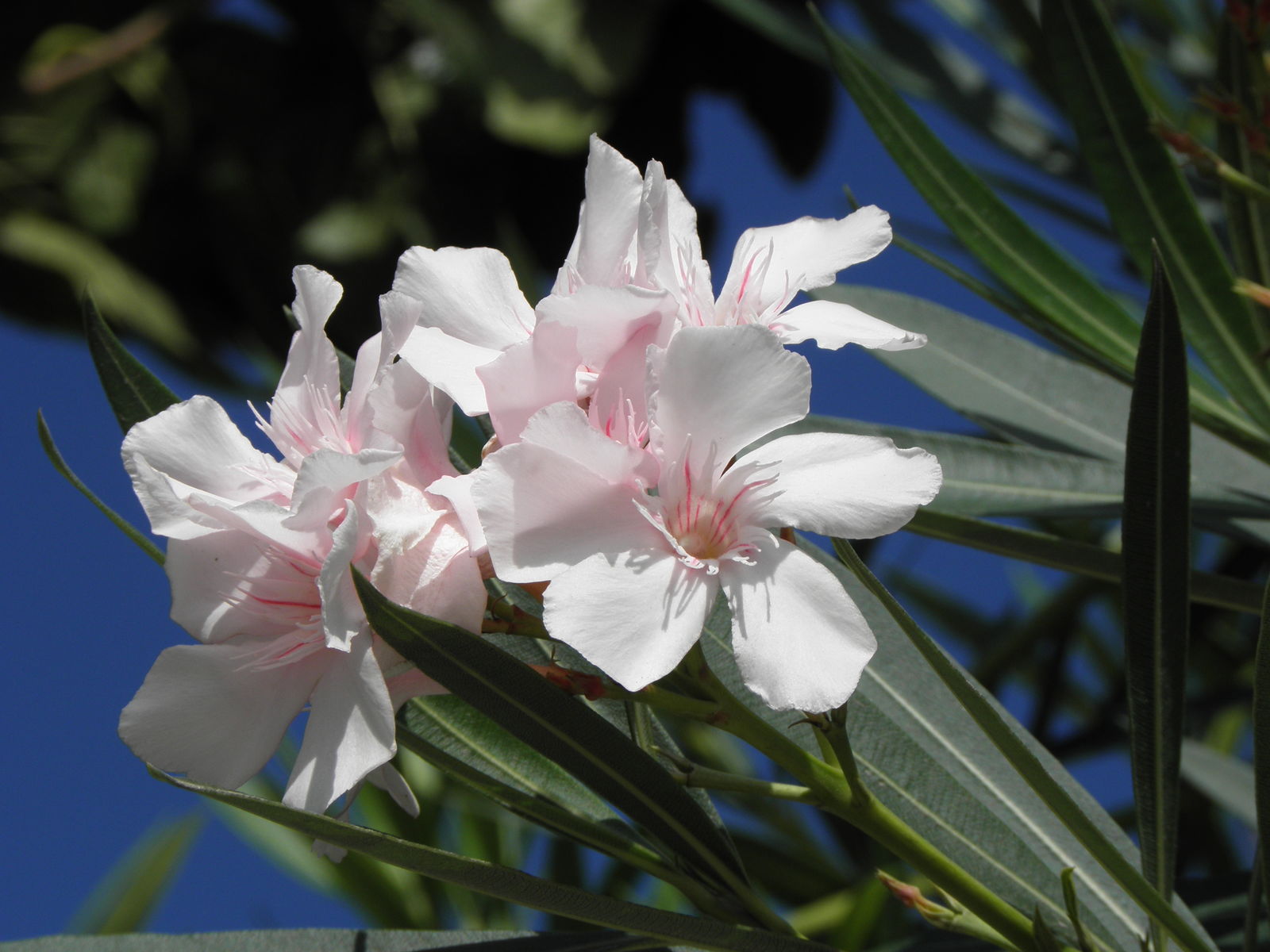 research article on nerium oleander