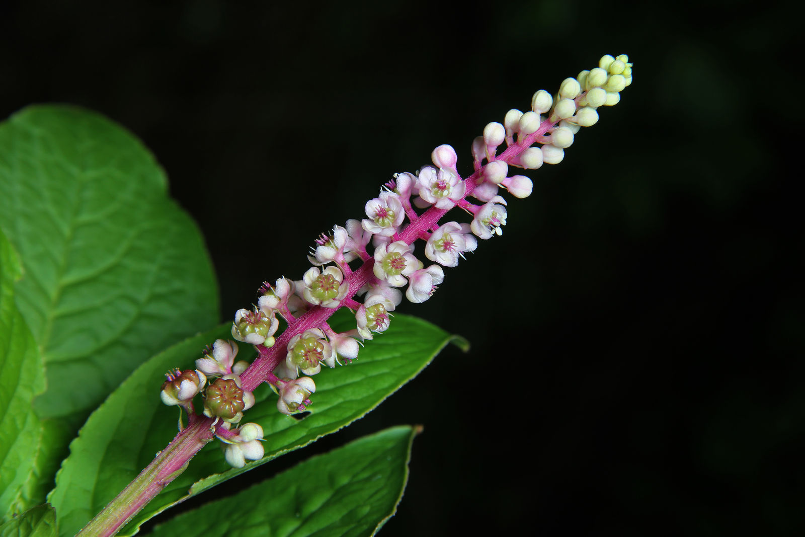Phytolacca icosandra L. | Plants of the World Online | Kew Science