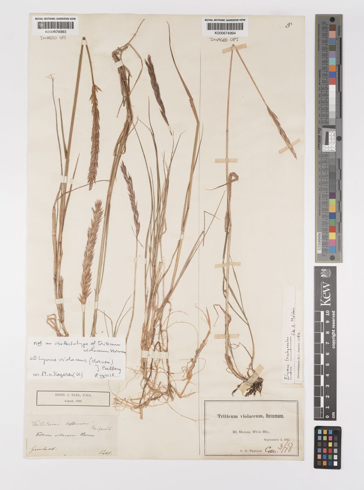 Kew Gardens K000674994:  Pringle, C., G. [s.n.] United States