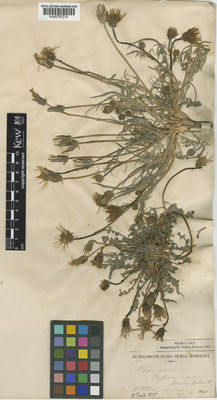 Kew Gardens K000797210:  Heldreich [s.n.] Greece