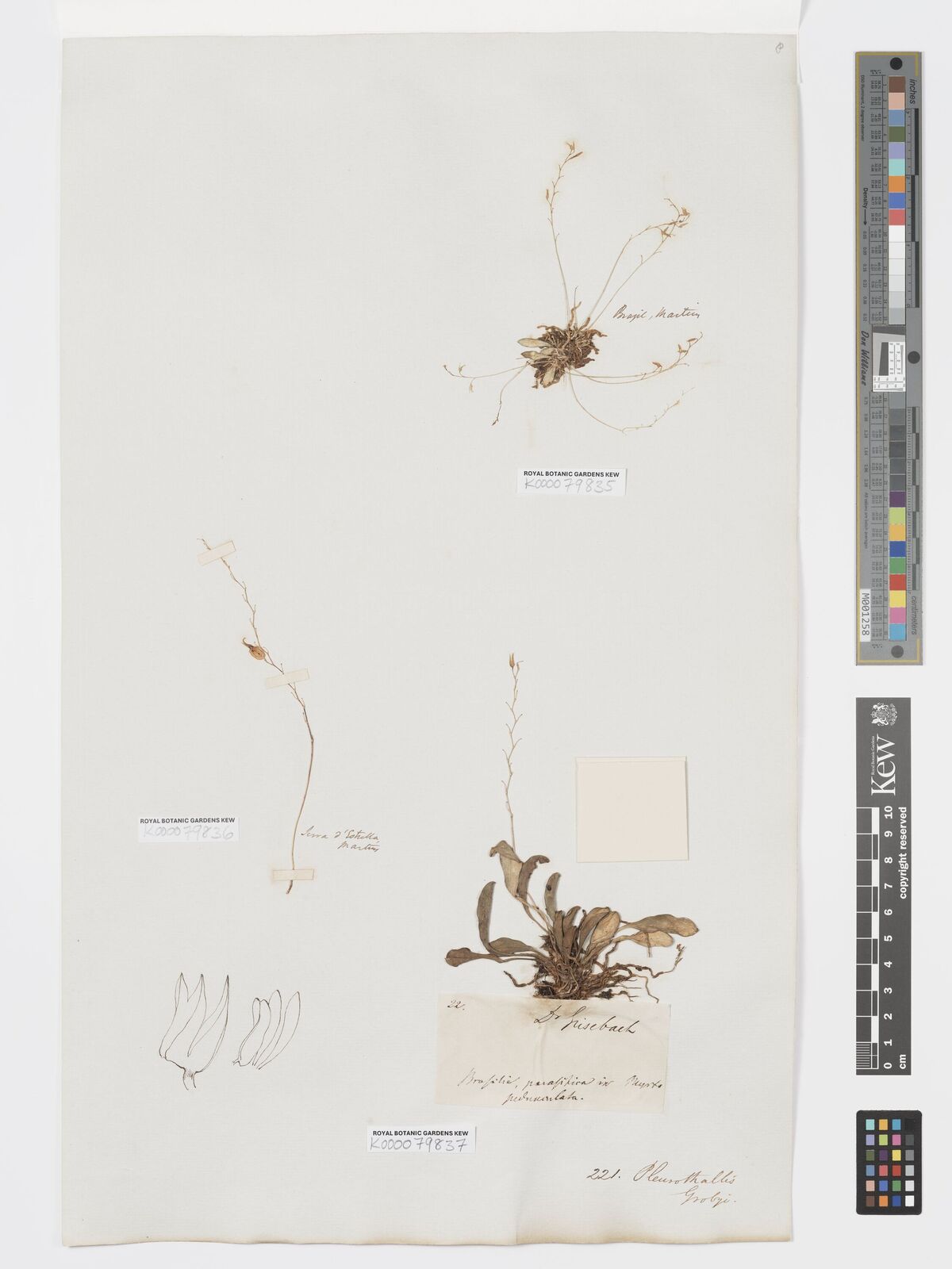 Kew Gardens K000079837:  Grisebach [22] Brazil