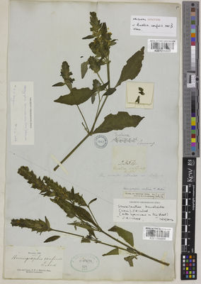 Kew Gardens K001096854:  Hervey, D.F. [s.n.] Malaysia