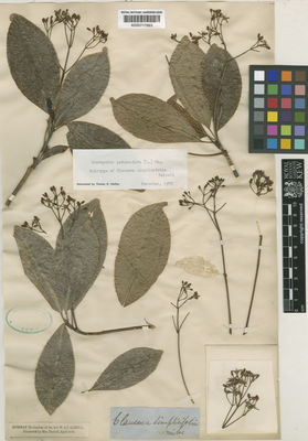 Kew Gardens K000717893:  Dalzell [s.n.] India