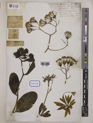 Kew Gardens K001118644:  Noton, B. [Cat. no. 3147] India