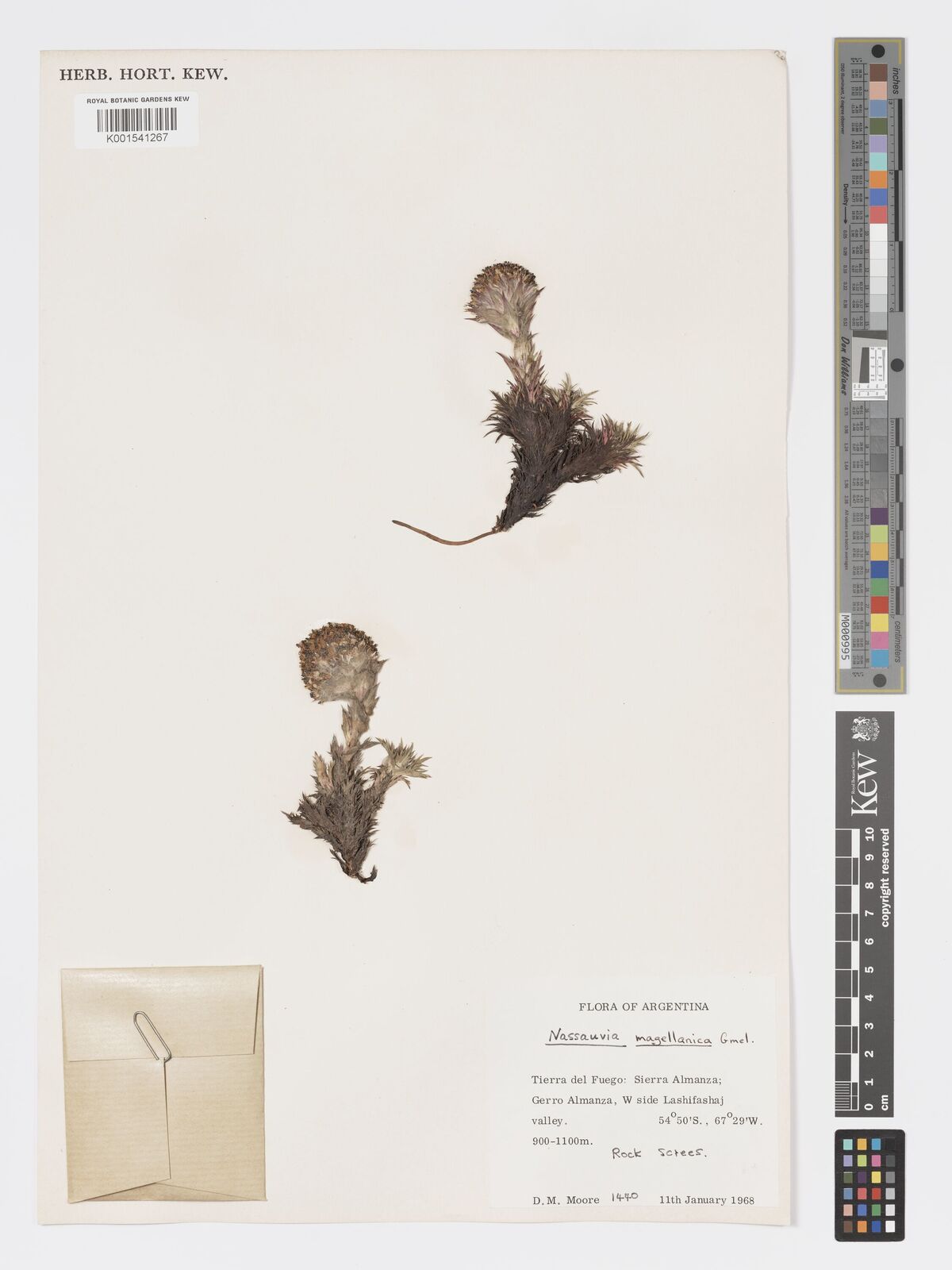 Nassauvia magellanica