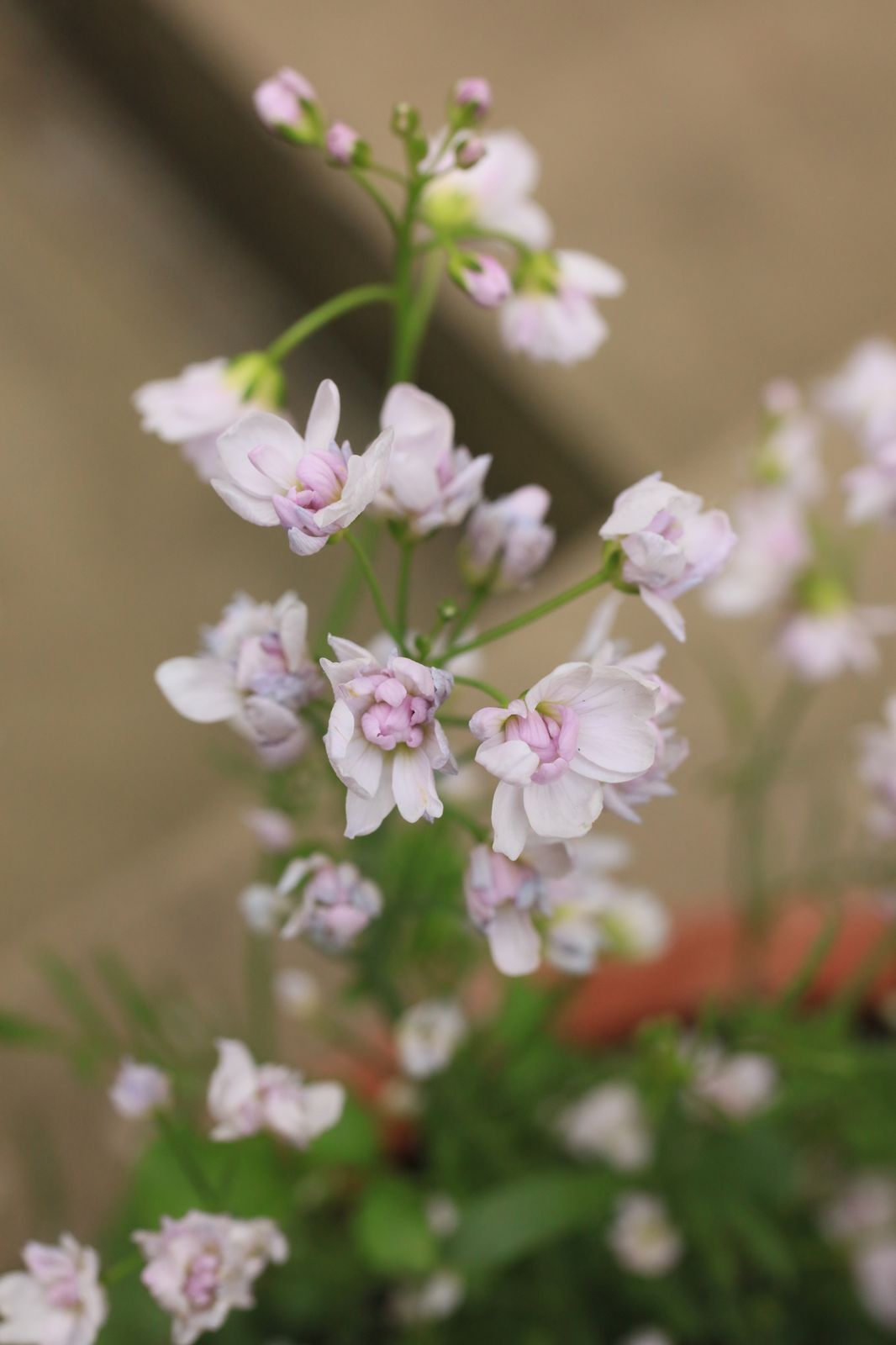 Cardamine pratensis L. | Plants of the World Online | Kew Science