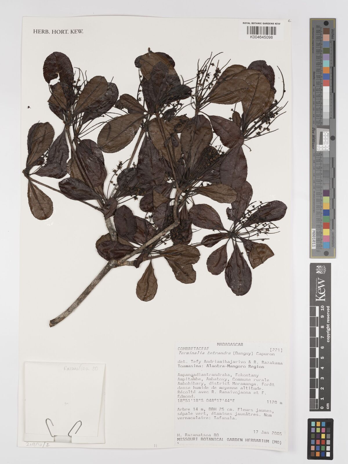 Terminalia tetrandra