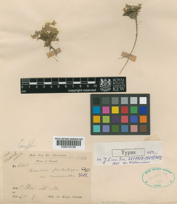 Kew Gardens K000742188:  Dr King's collector [628]