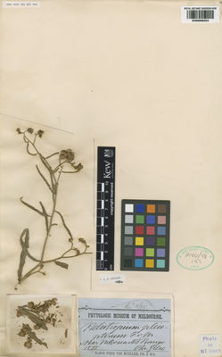Kew Gardens K000998253:  Mueller, F.J.H.von; P.H.; M.D. [s.n.] Australia