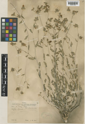 Kew Gardens K000814393:  Lace, J.H. [s.n.]