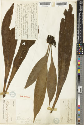 Kew Gardens K000689870:  Blume, C.L. [s.n.] Indonesia