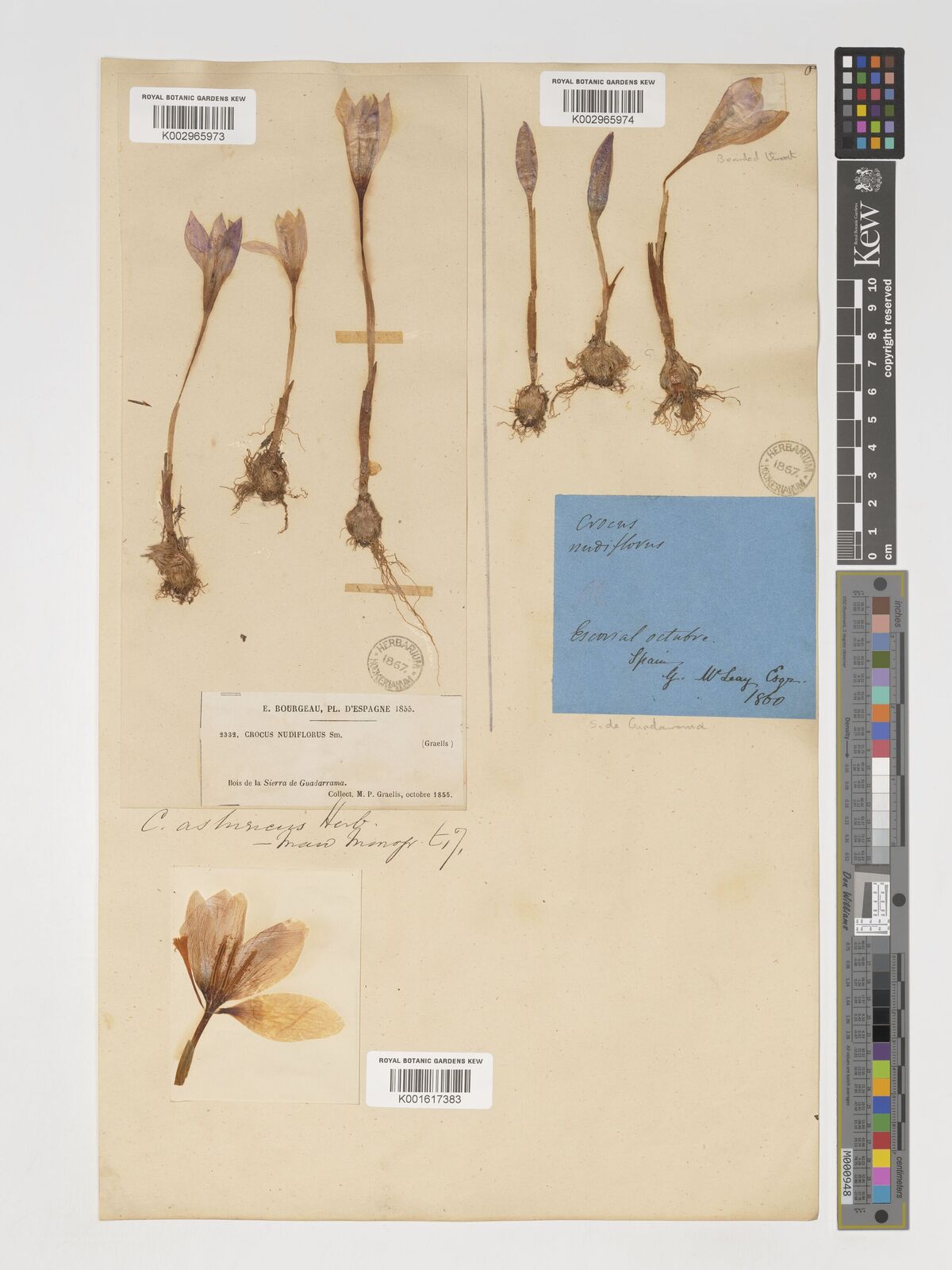 Crocus × asturicus Herb. | Plants of the World Online | Kew Science