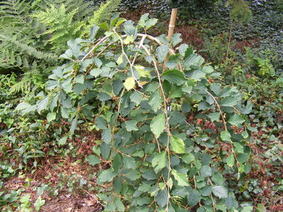 Hamamelis virginiana L., Plants of the World Online