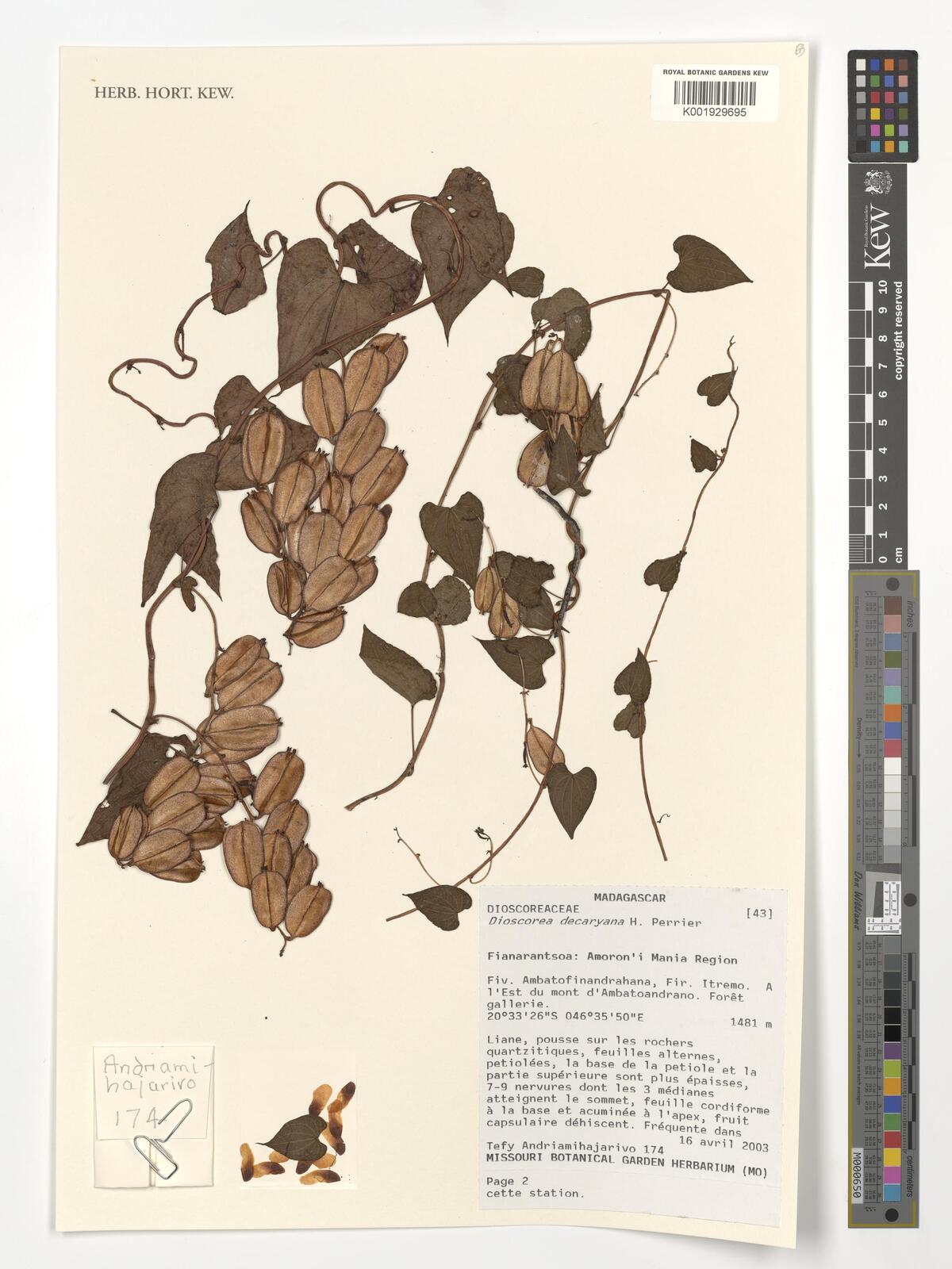 Dioscorea decaryana
