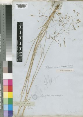 Kew Gardens K000367141:  Drege [s.n.] South Africa