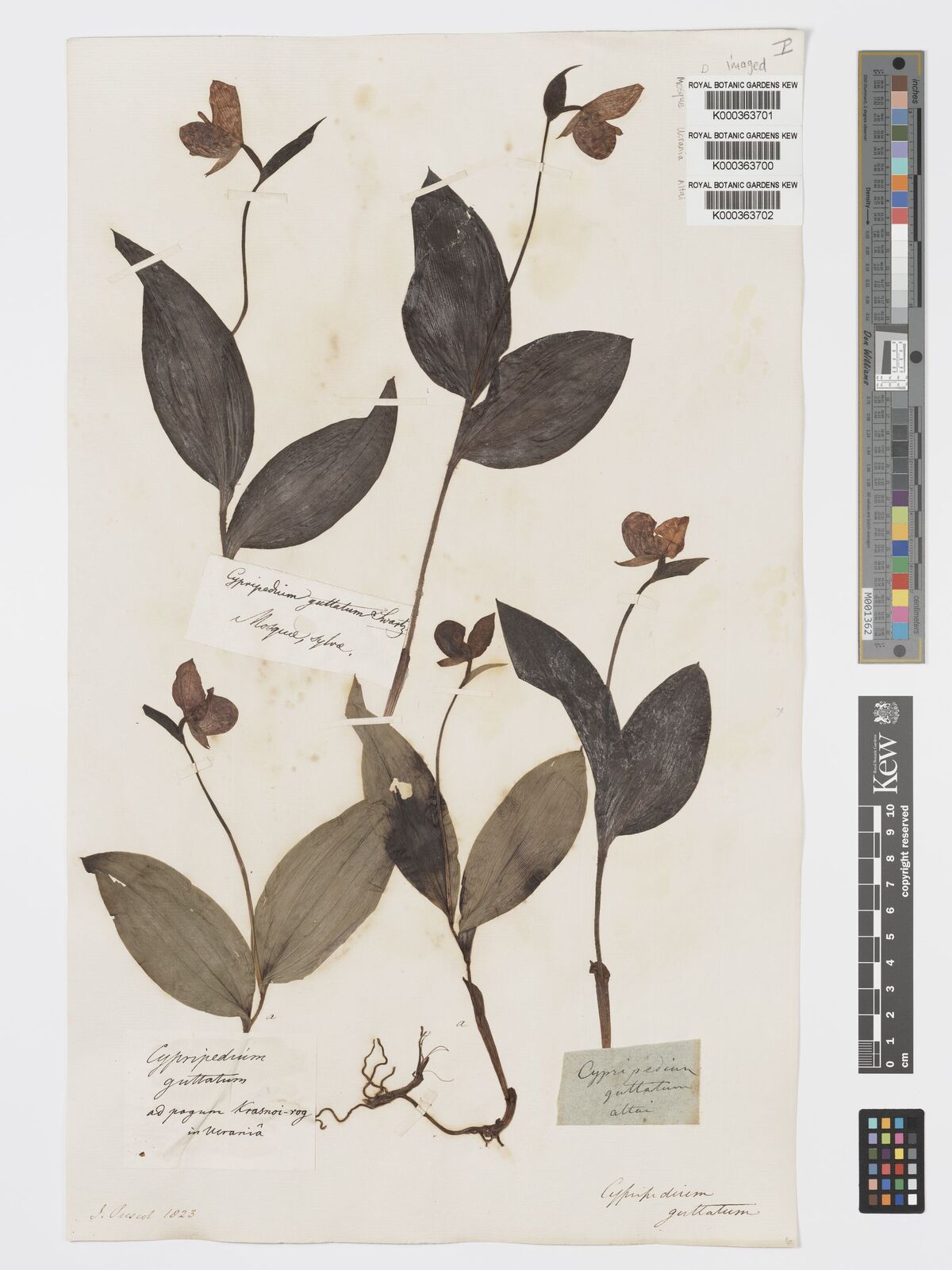 Kew Gardens K000363700: Prescot Ukraine Kew Gardens K000363700: Prescot Ukraine